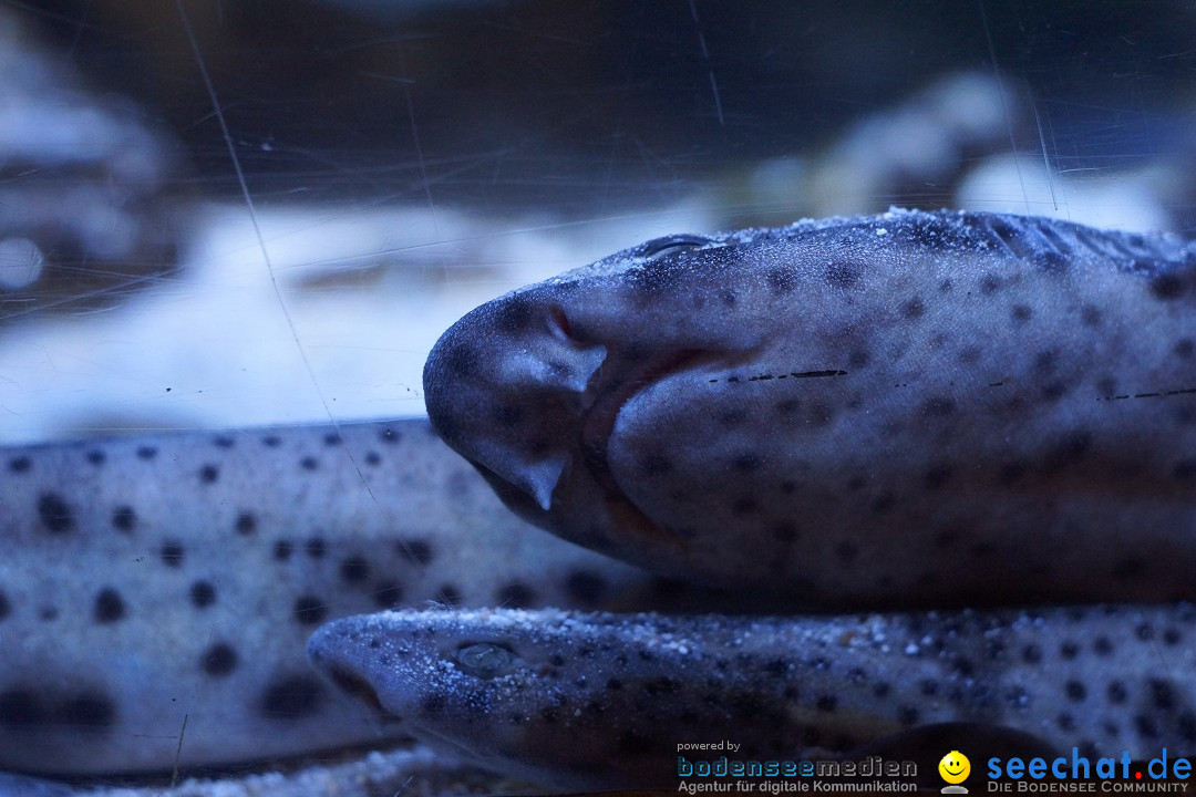 SEA LIFE: Unterwasserwelt: Konstanz am Bodensee, 23.11.2012