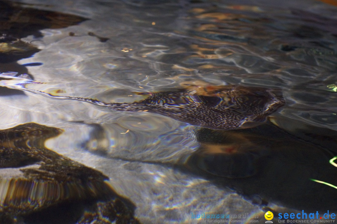 SEA LIFE: Unterwasserwelt: Konstanz am Bodensee, 23.11.2012