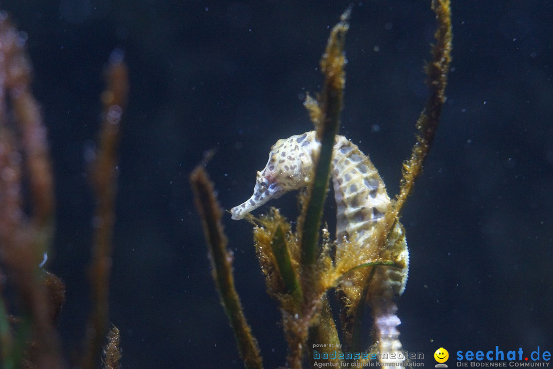 SEA LIFE: Unterwasserwelt: Konstanz am Bodensee, 23.11.2012