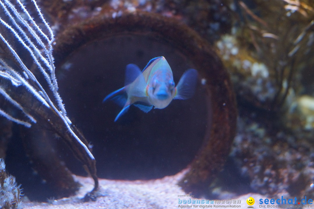 SEA LIFE: Unterwasserwelt: Konstanz am Bodensee, 23.11.2012