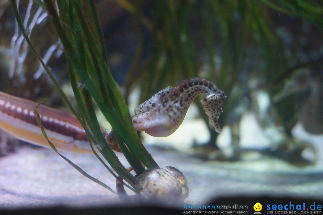 SEA LIFE: Unterwasserwelt: Konstanz am Bodensee, 23.11.2012