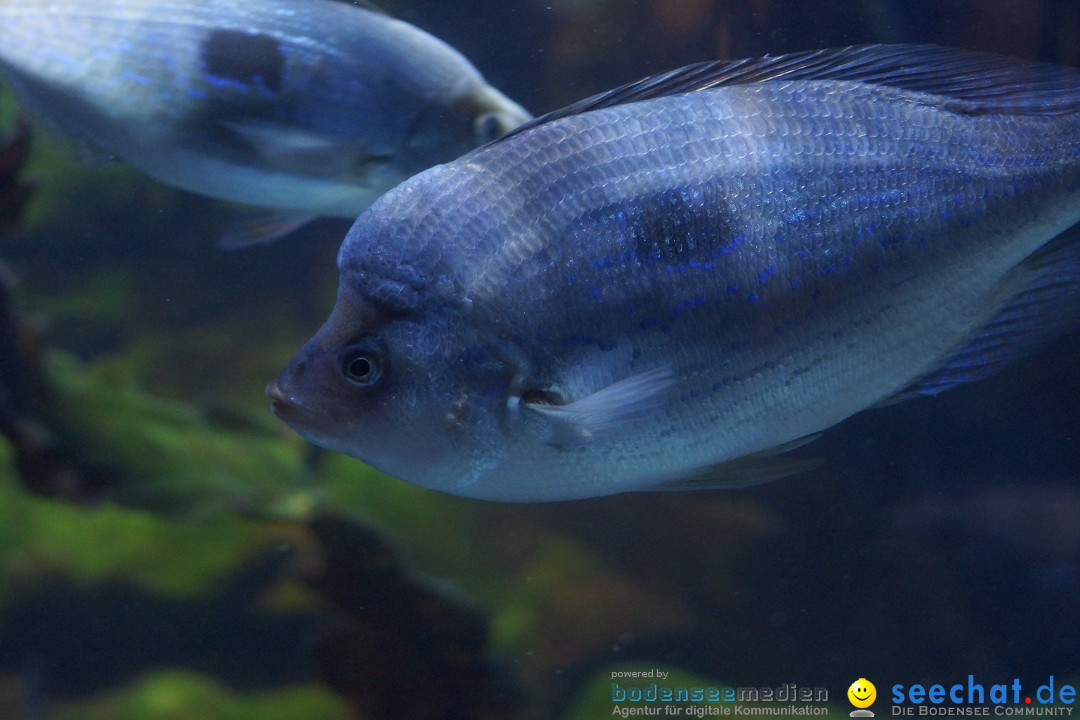 SEA LIFE: Unterwasserwelt: Konstanz am Bodensee, 23.11.2012