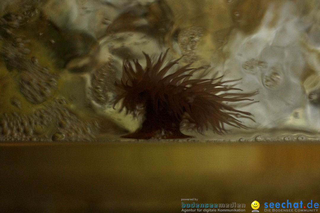 SEA LIFE: Unterwasserwelt: Konstanz am Bodensee, 23.11.2012