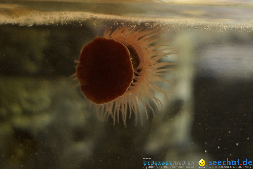 SEA LIFE: Unterwasserwelt: Konstanz am Bodensee, 23.11.2012