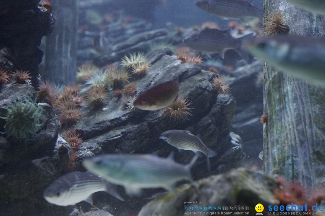 SEA LIFE: Unterwasserwelt: Konstanz am Bodensee, 23.11.2012