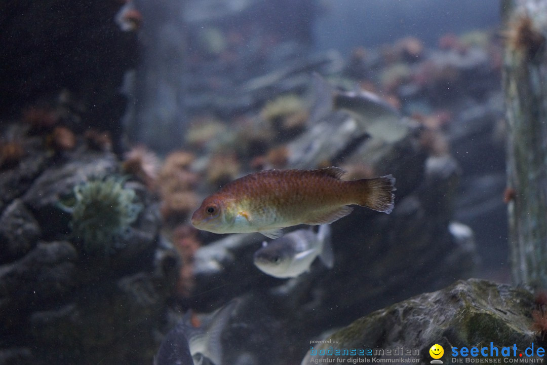 SEA LIFE: Unterwasserwelt: Konstanz am Bodensee, 23.11.2012