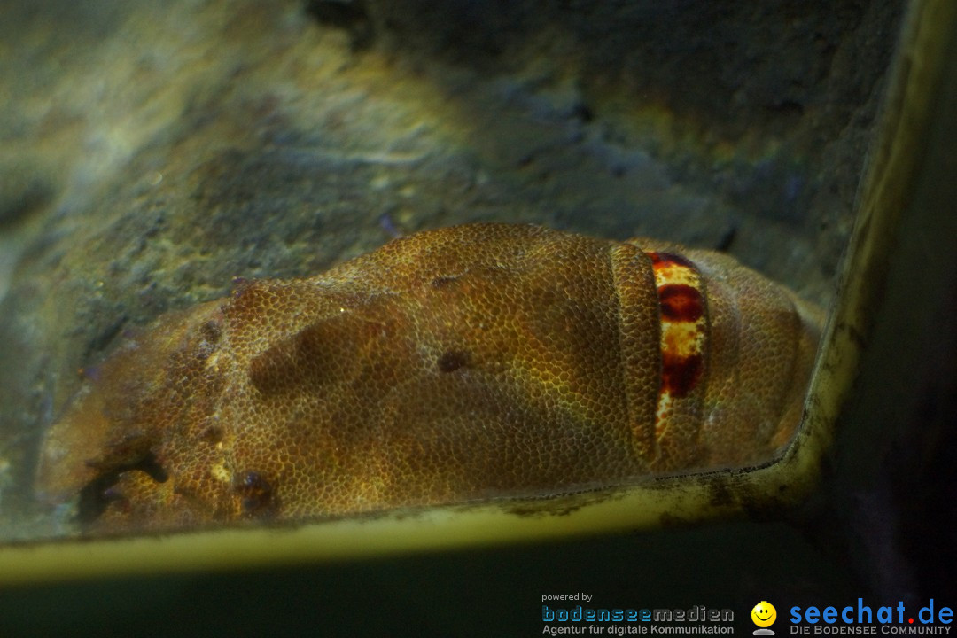 SEA LIFE: Unterwasserwelt: Konstanz am Bodensee, 23.11.2012