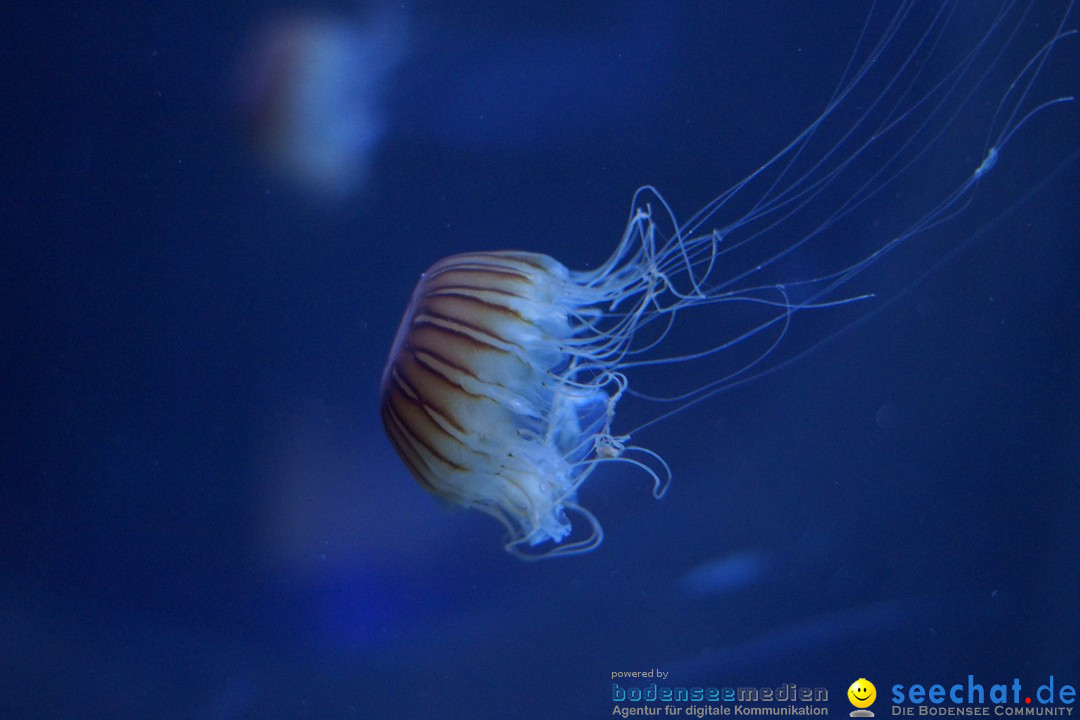 SEA LIFE: Unterwasserwelt: Konstanz am Bodensee, 23.11.2012