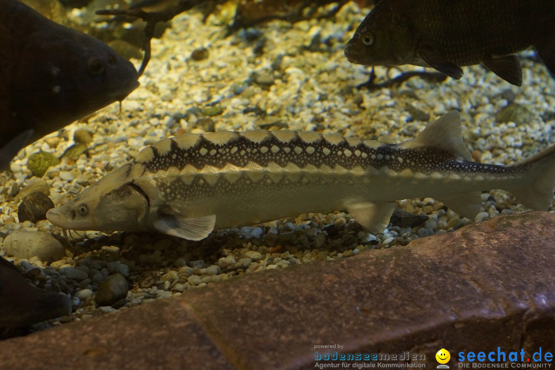 SEA LIFE: Unterwasserwelt: Konstanz am Bodensee, 23.11.2012