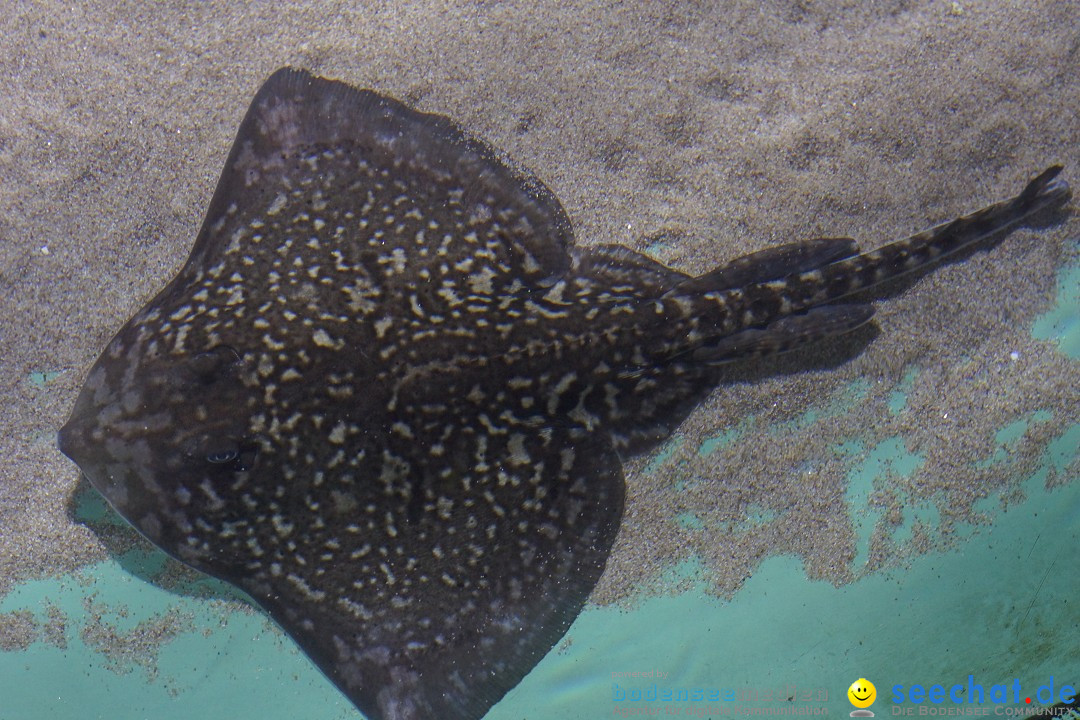 SEA LIFE: Unterwasserwelt: Konstanz am Bodensee, 23.11.2012