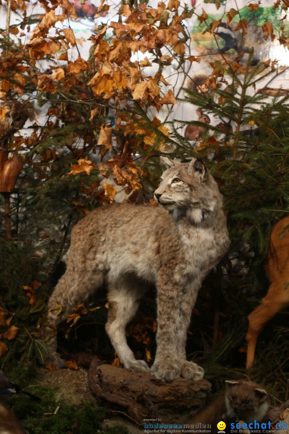 Weihnachtsmarkt: Engen am Bodensee, 01.12.2012