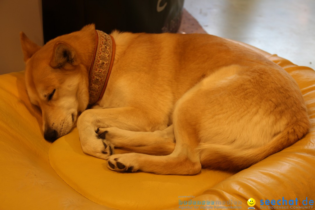 HUND 2013 - Hundemesse: Winterthur - Schweiz, 03.02.2013