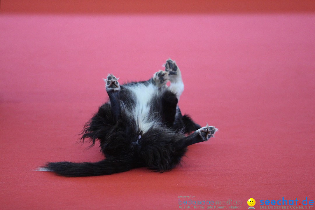 HUND 2013 - Hundemesse: Winterthur - Schweiz, 03.02.2013