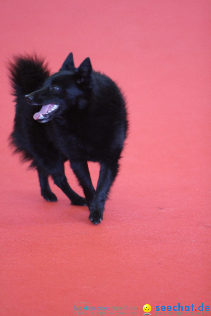 HUND 2013 - Hundemesse: Winterthur - Schweiz, 03.02.2013