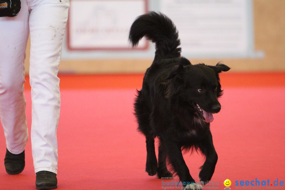 HUND 2013 - Hundemesse: Winterthur - Schweiz, 03.02.2013