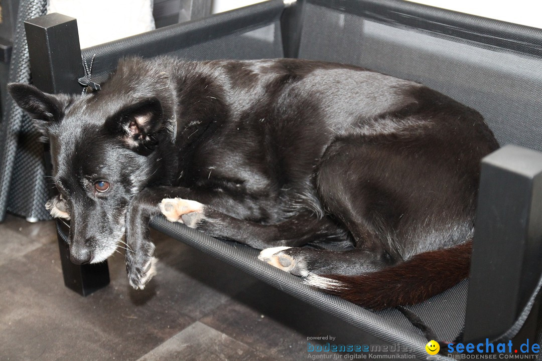 HUND 2013 - Hundemesse: Winterthur - Schweiz, 03.02.2013