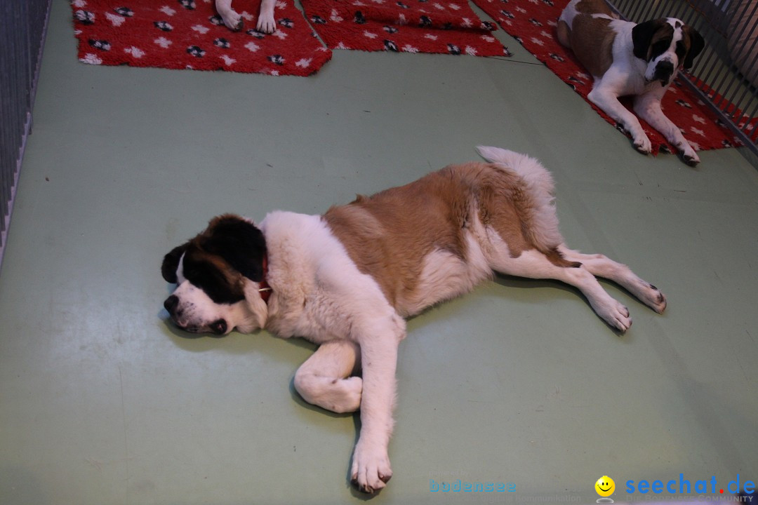 HUND 2013 - Hundemesse: Winterthur - Schweiz, 03.02.2013