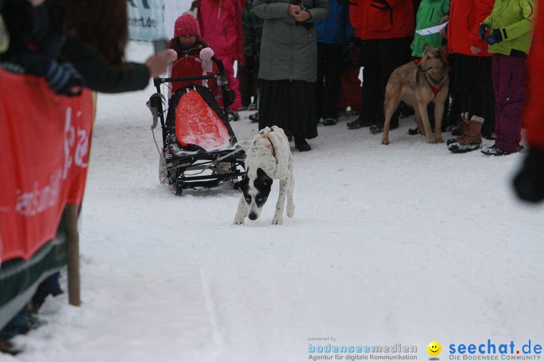 Schlittenhunderennen: Todtmoos im Schwarzwald, 24.02.2013