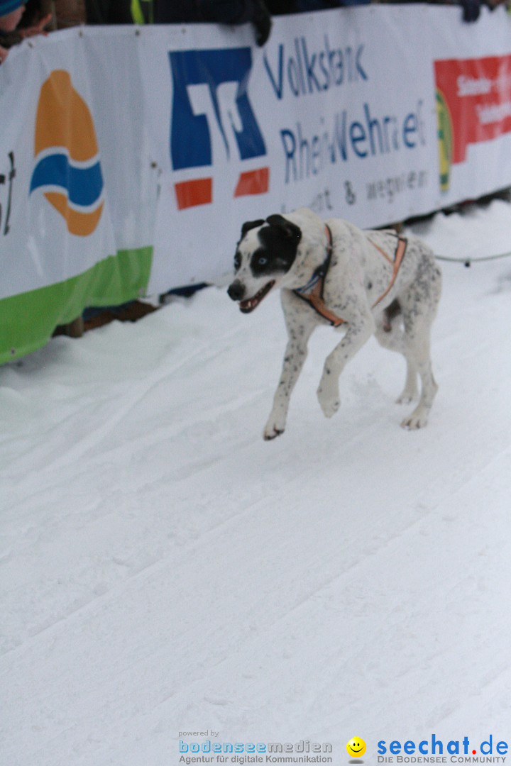 Schlittenhunderennen: Todtmoos im Schwarzwald, 24.02.2013