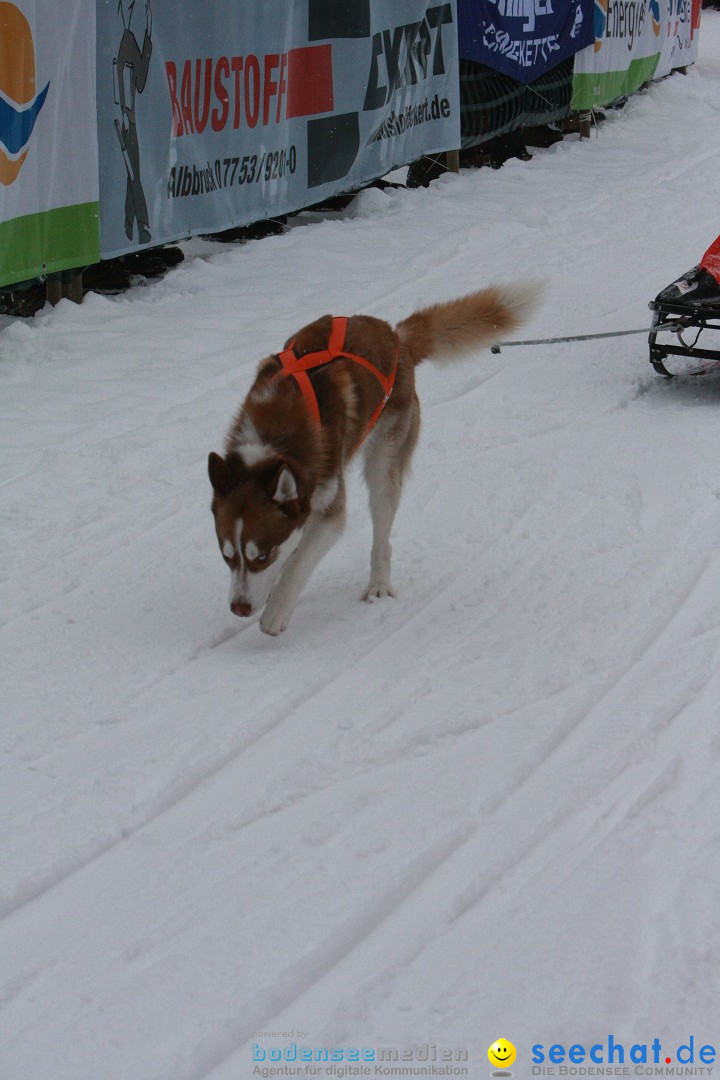 Schlittenhunderennen: Todtmoos im Schwarzwald, 24.02.2013