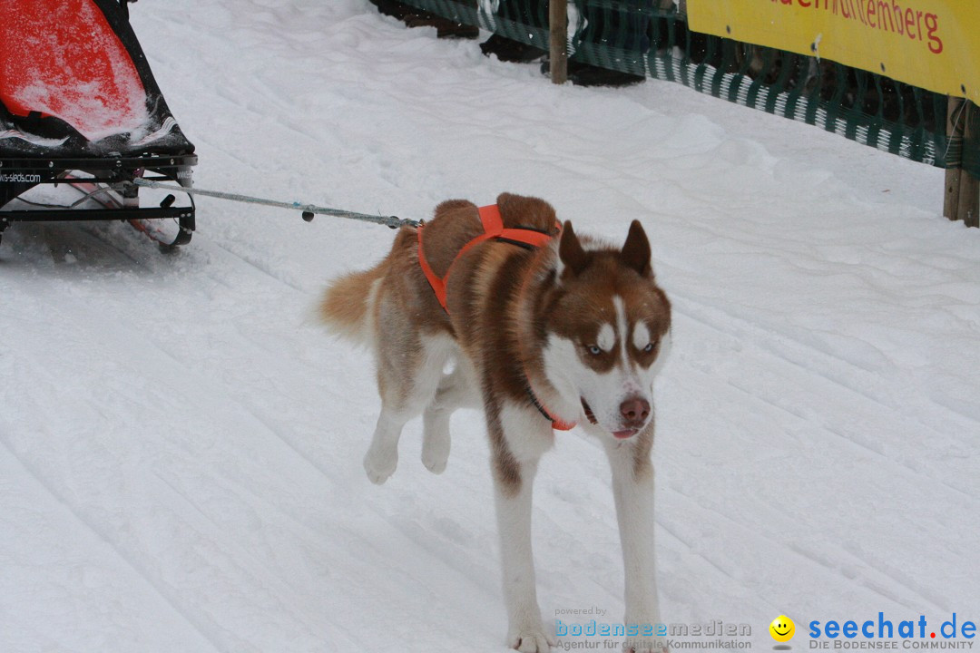 Schlittenhunderennen: Todtmoos im Schwarzwald, 24.02.2013