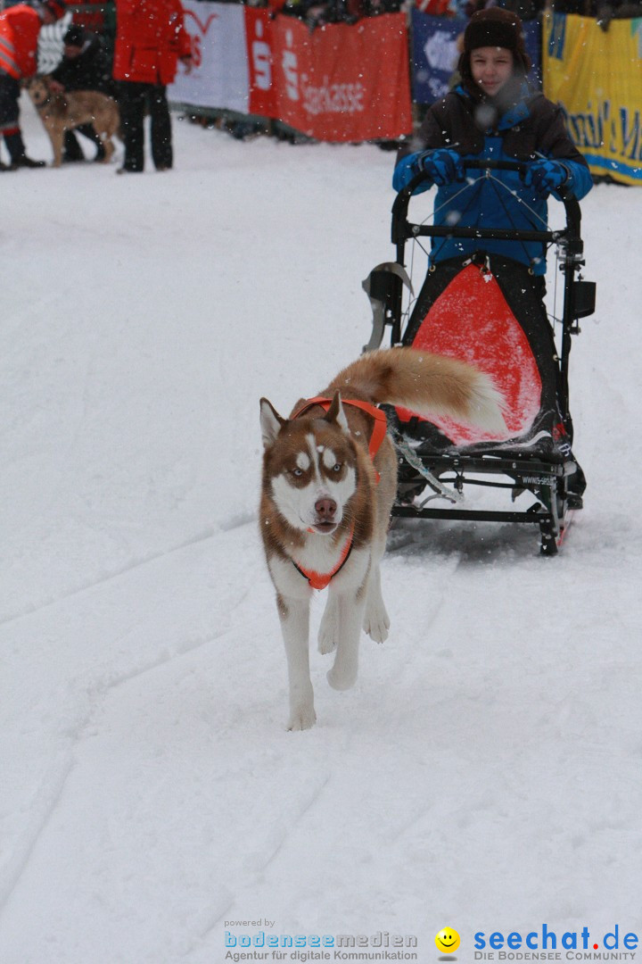 Schlittenhunderennen: Todtmoos im Schwarzwald, 24.02.2013