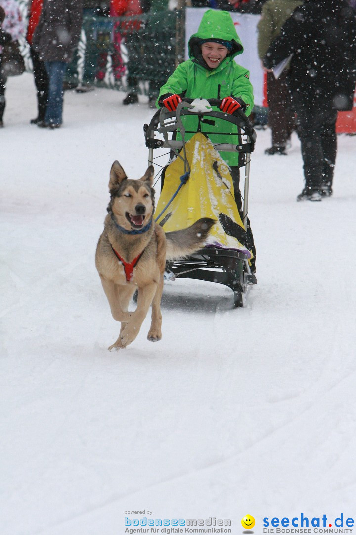 Schlittenhunderennen: Todtmoos im Schwarzwald, 24.02.2013