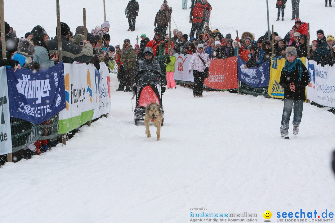 Schlittenhunderennen: Todtmoos im Schwarzwald, 24.02.2013