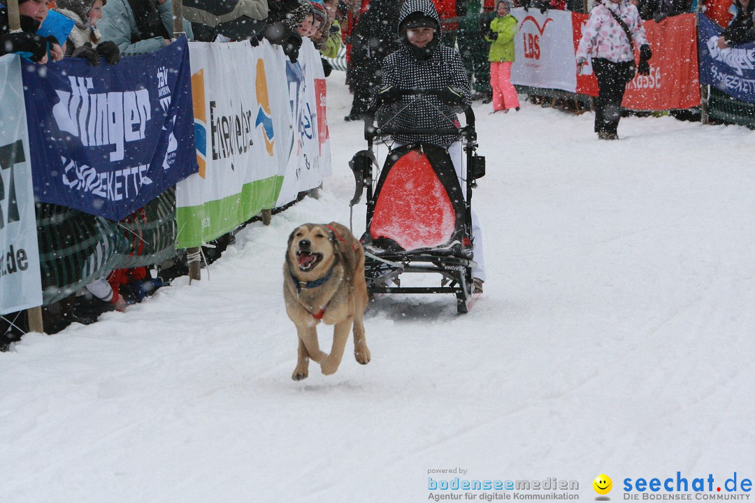 Schlittenhunderennen: Todtmoos im Schwarzwald, 24.02.2013