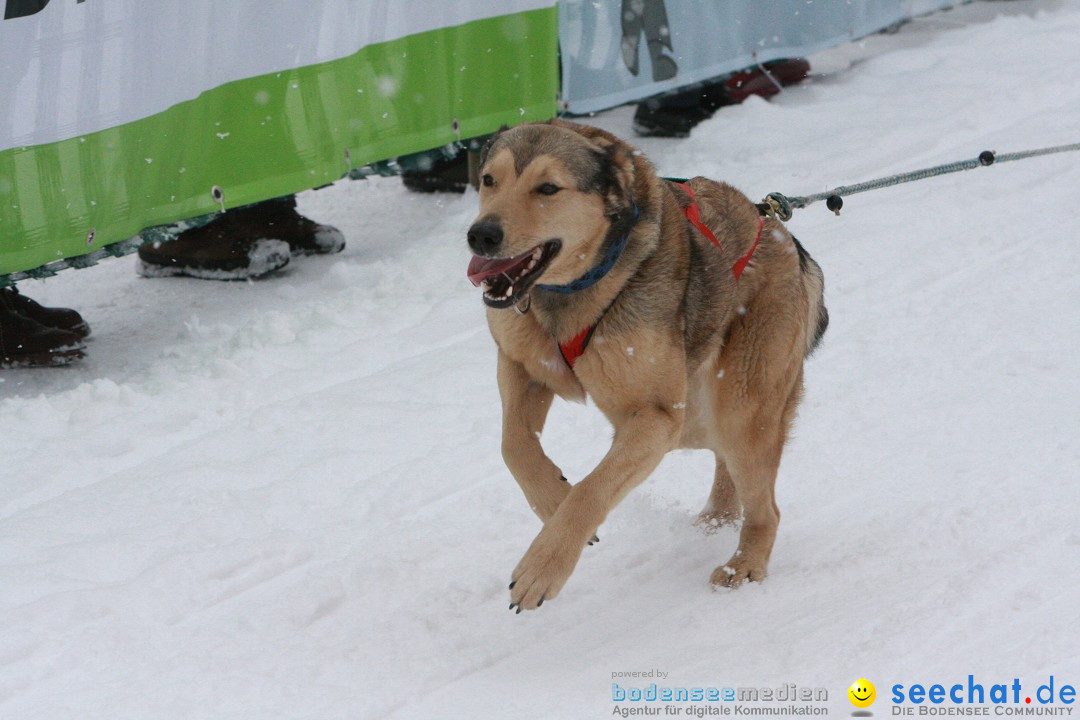 Schlittenhunderennen: Todtmoos im Schwarzwald, 24.02.2013