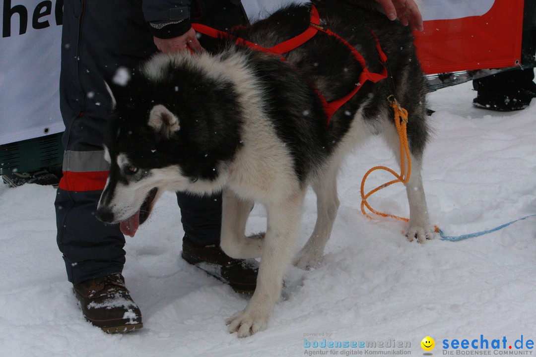 Schlittenhunderennen: Todtmoos im Schwarzwald, 24.02.2013