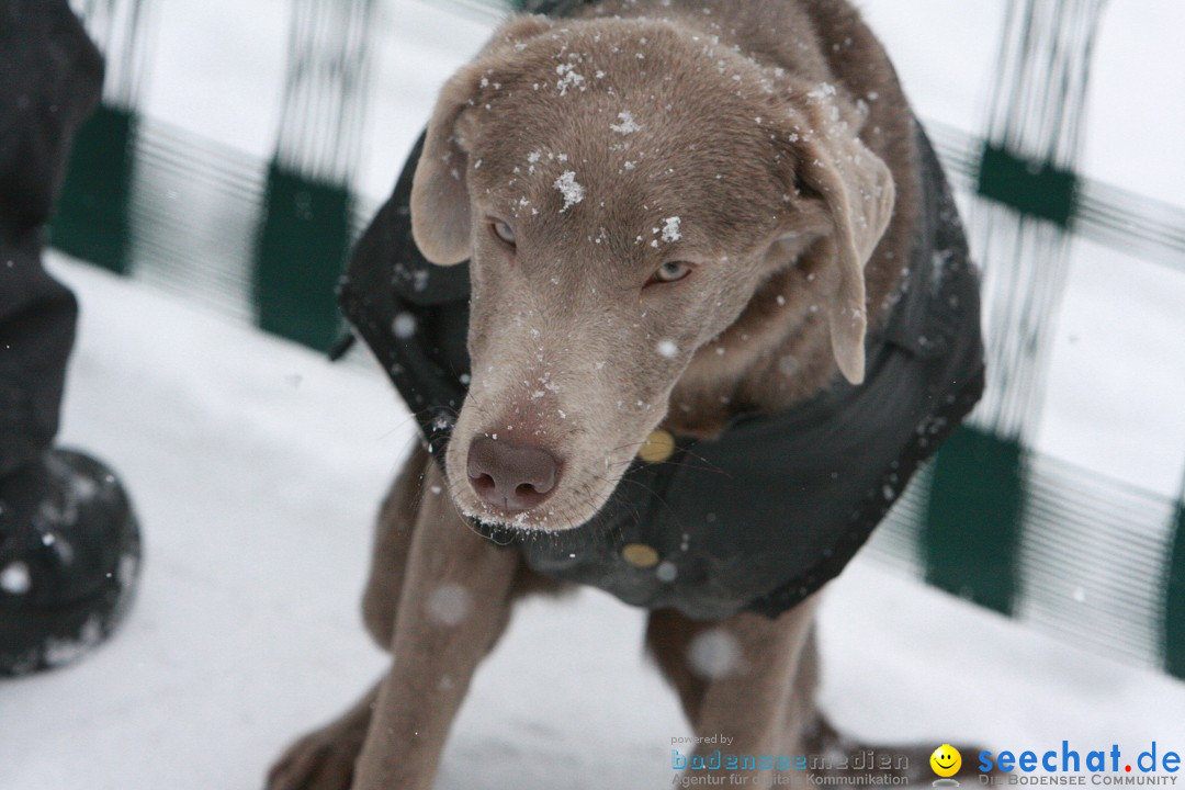 Schlittenhunderennen: Todtmoos im Schwarzwald, 24.02.2013