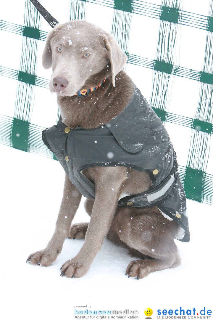 Schlittenhunderennen: Todtmoos im Schwarzwald, 24.02.2013