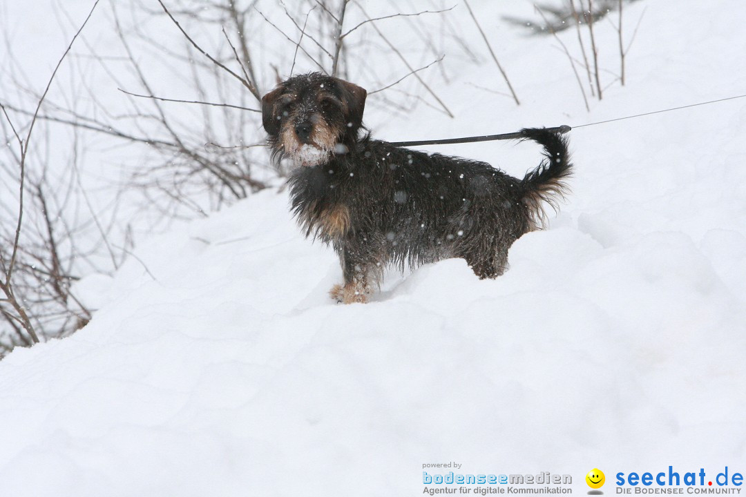 Schlittenhunderennen: Todtmoos im Schwarzwald, 24.02.2013