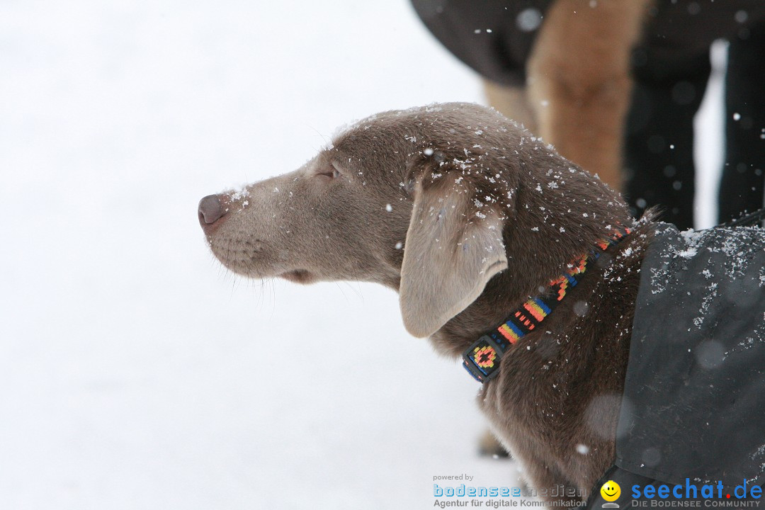 Schlittenhunderennen: Todtmoos im Schwarzwald, 24.02.2013