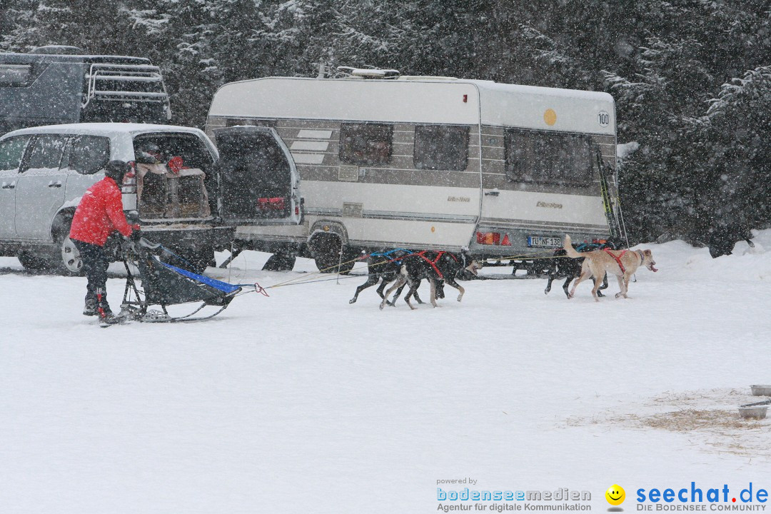 Schlittenhunderennen: Todtmoos im Schwarzwald, 24.02.2013