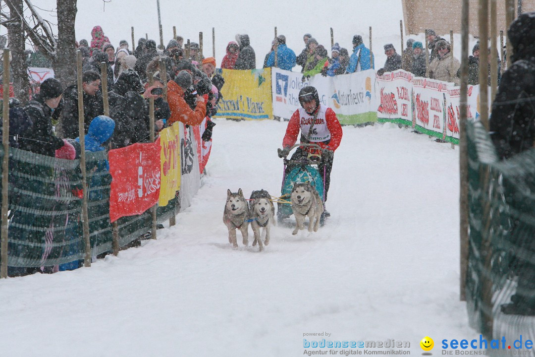 Schlittenhunderennen: Todtmoos im Schwarzwald, 24.02.2013