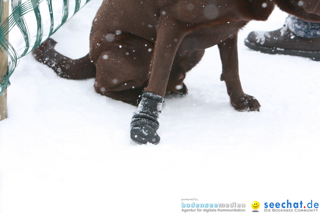 Schlittenhunderennen: Todtmoos im Schwarzwald, 24.02.2013