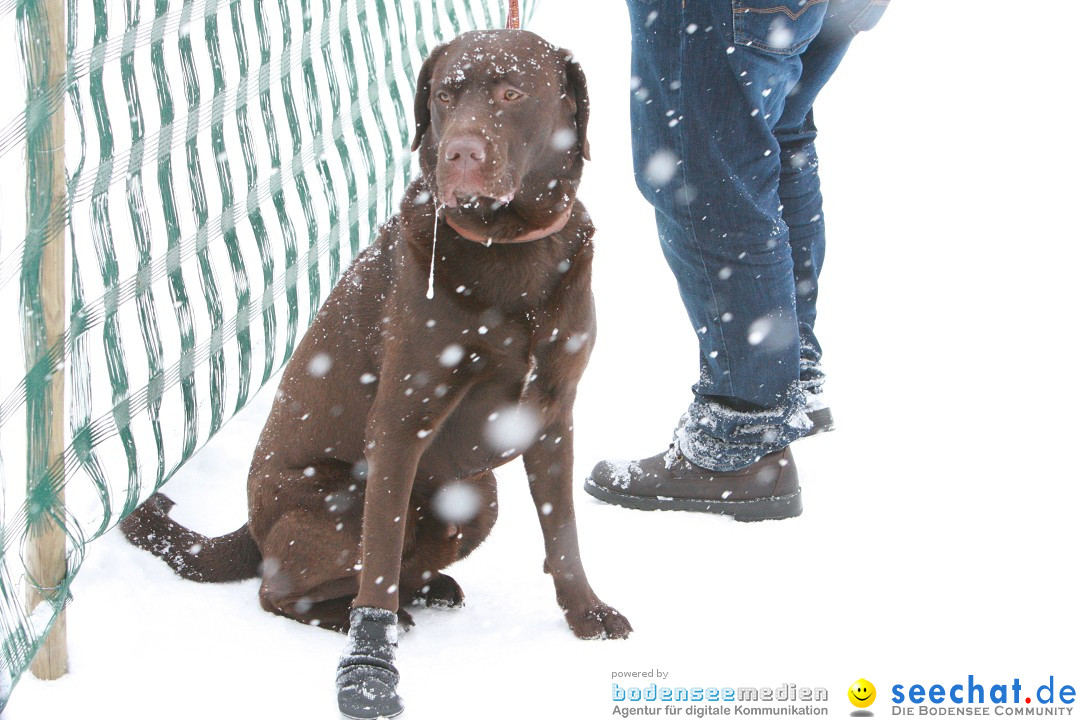 Schlittenhunderennen: Todtmoos im Schwarzwald, 24.02.2013