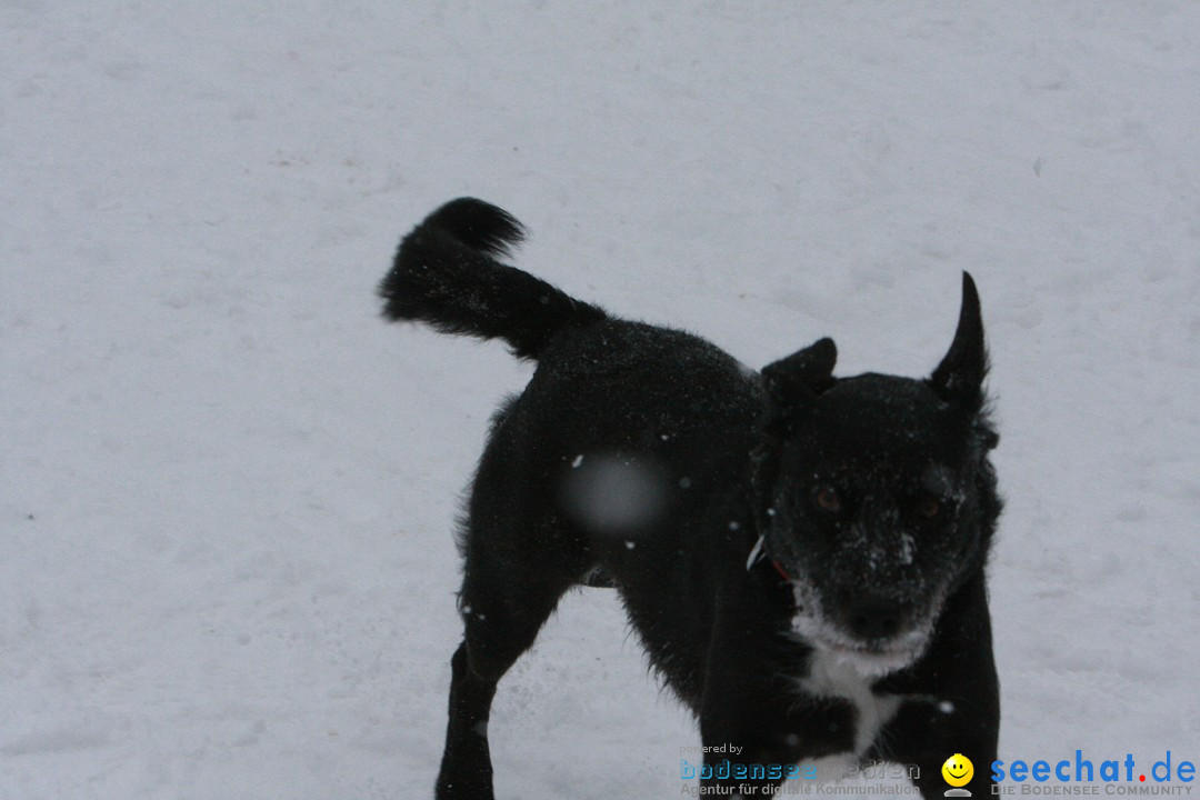 Schlittenhunderennen: Todtmoos im Schwarzwald, 24.02.2013