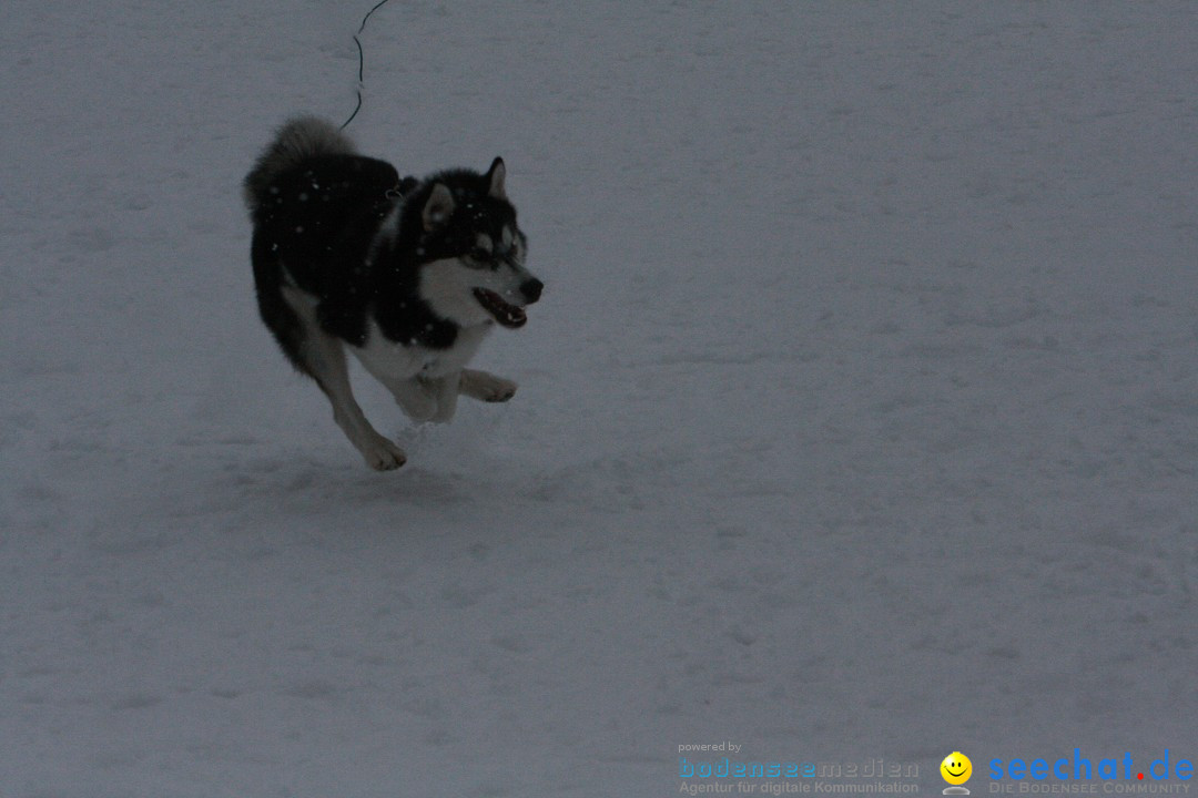 Schlittenhunderennen: Todtmoos im Schwarzwald, 24.02.2013