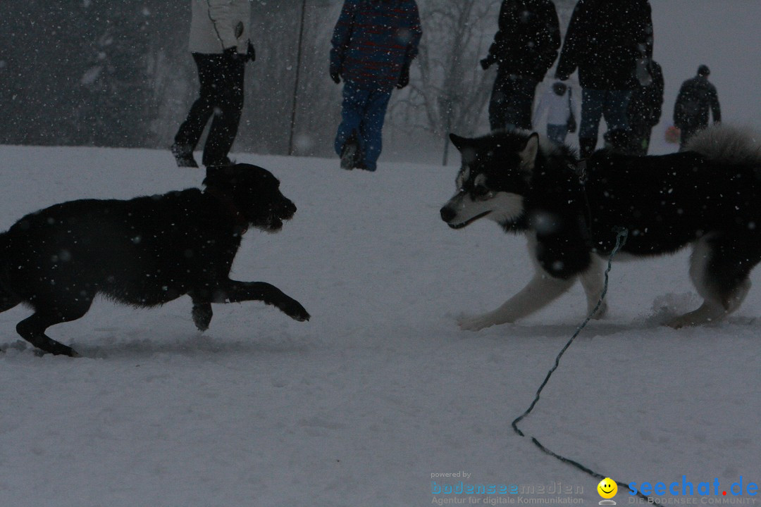 Schlittenhunderennen: Todtmoos im Schwarzwald, 24.02.2013