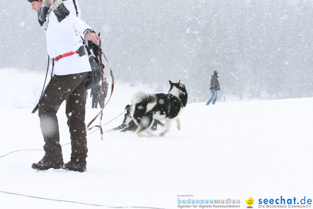 Schlittenhunderennen: Todtmoos im Schwarzwald, 24.02.2013