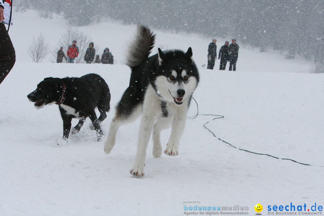 Schlittenhunderennen: Todtmoos im Schwarzwald, 24.02.2013