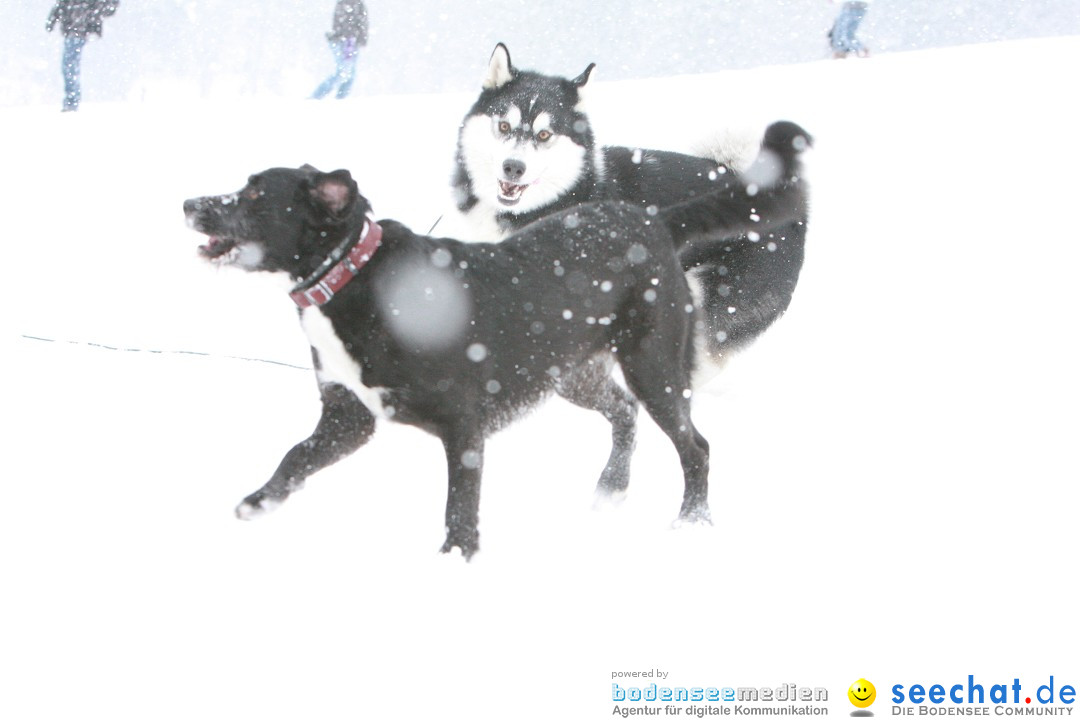 Schlittenhunderennen: Todtmoos im Schwarzwald, 24.02.2013