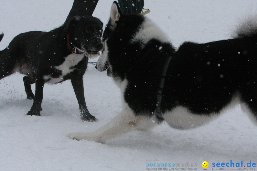 Schlittenhunderennen: Todtmoos im Schwarzwald, 24.02.2013