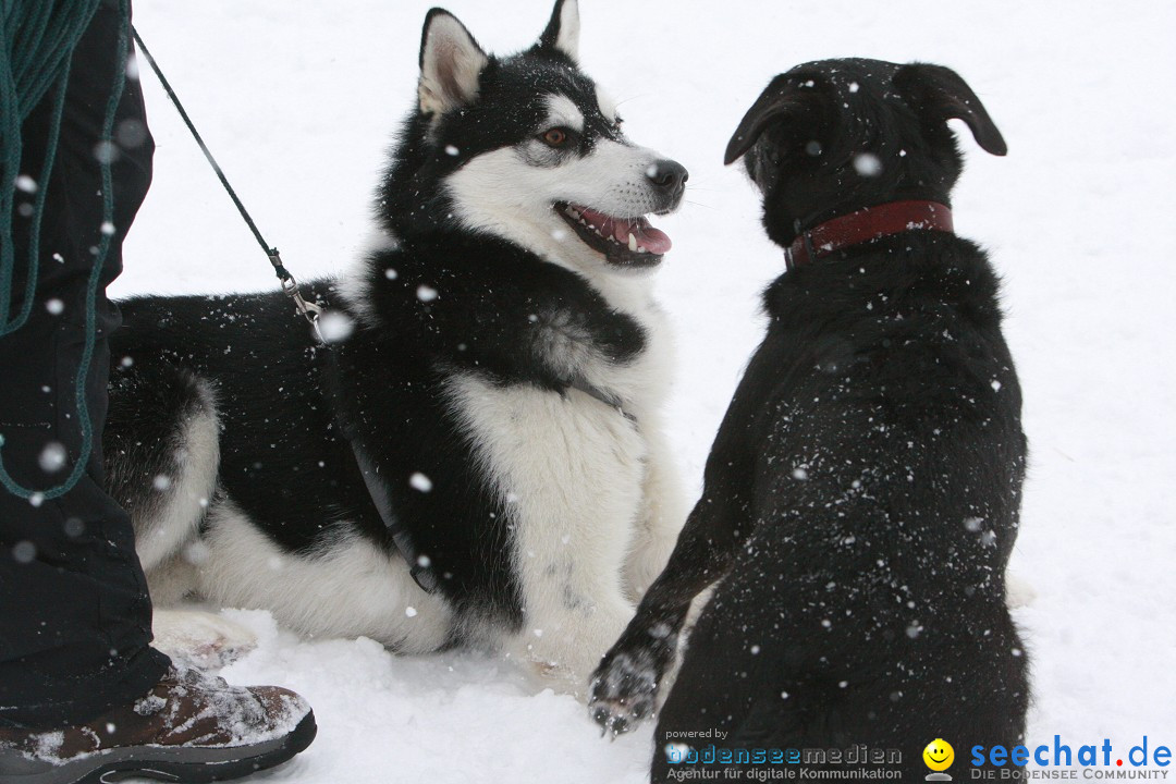 Schlittenhunderennen: Todtmoos im Schwarzwald, 24.02.2013