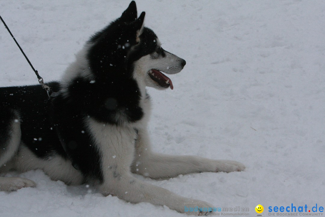 Schlittenhunderennen: Todtmoos im Schwarzwald, 24.02.2013