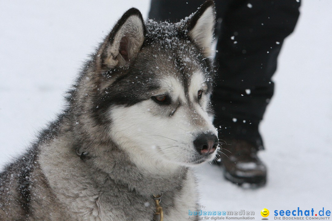 Schlittenhunderennen: Todtmoos im Schwarzwald, 24.02.2013