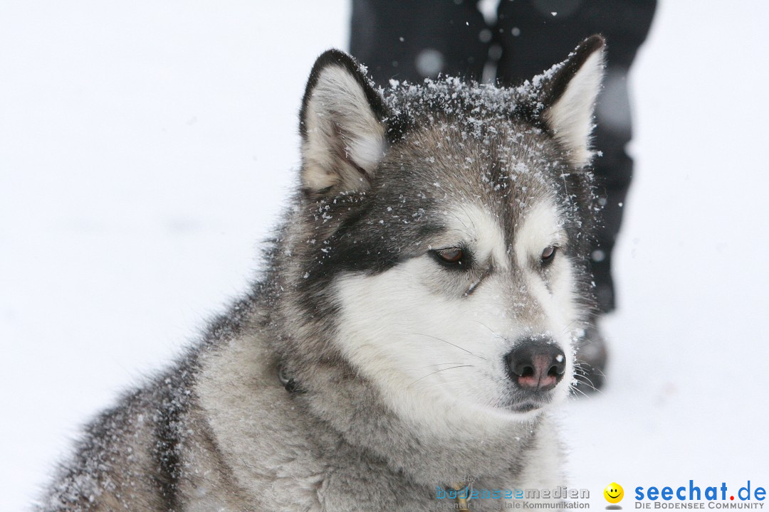 Schlittenhunderennen: Todtmoos im Schwarzwald, 24.02.2013